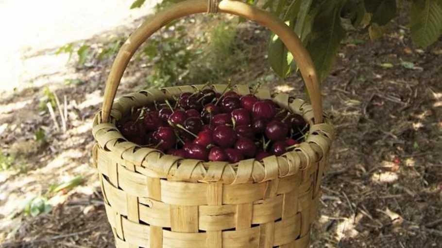 Salen Al Mercado Las Primeras Cerezas Certificadas Del Jerte